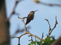Selasphorus sasin