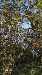 Ligustrum microcarpum