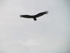 Cathartes aura
