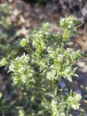 Cryptantha maritima maritima
