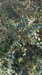 Ligustrum microcarpum