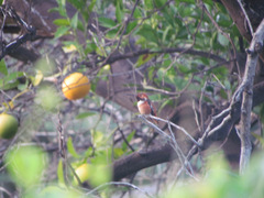 Selasphorus sasin