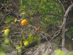 Selasphorus sasin