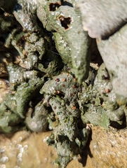 Dermatocarpon muhlenbergii