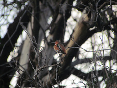 Selasphorus sasin