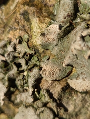 Dermatocarpon muhlenbergii