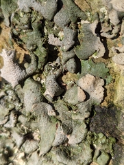 Dermatocarpon muhlenbergii