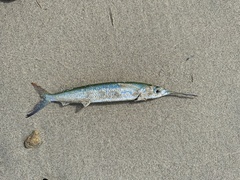 Hemiramphus brasiliensis