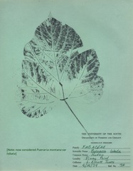 Pueraria montana lobata
