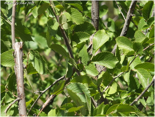 Ulmaceae image