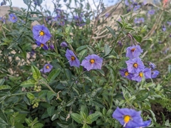 Solanum umbelliferum