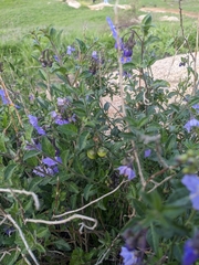 Solanum umbelliferum