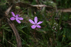 Erodium maculatum