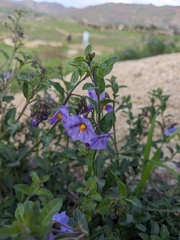 Solanum umbelliferum