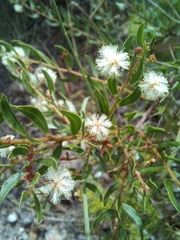 Acacia hispidula