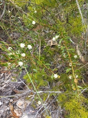 Acacia hispidula