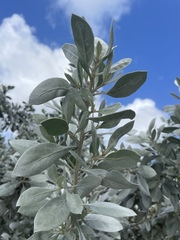 Conocarpus erectus sericeus