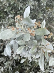 Conocarpus erectus sericeus