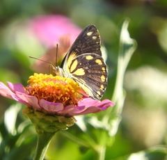 Belenois java