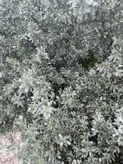 Conocarpus erectus sericeus