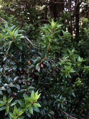 Gaultheria phillyreifolia