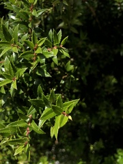 Gaultheria phillyreifolia