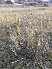 Leontopodium leontopodioides