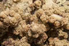 Ancylocaris brevicarpalis