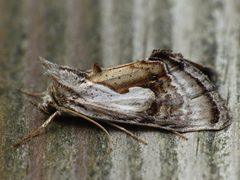 Chrysanympha formosa