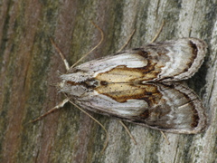 Chrysanympha formosa