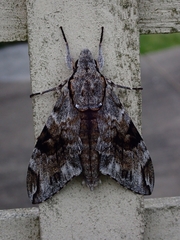 Psilogramma casuarinae