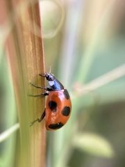 Coccinella septempunctata