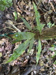 Serpocaulon levigatum