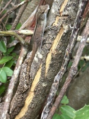 Anolis cristatellus