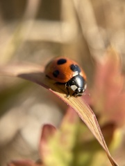 Coccinella septempunctata