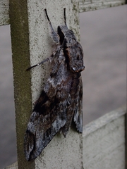 Psilogramma casuarinae