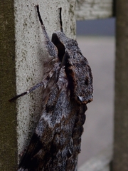 Psilogramma casuarinae