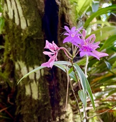 Epidendrum centropetalum