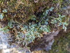 Asplenium ruta-muraria