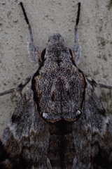 Psilogramma casuarinae