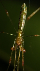 Tetragnatha hasselti