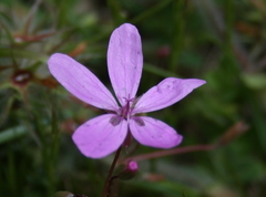 Erodium maculatum