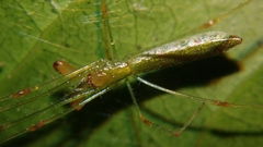 Tetragnatha hasselti