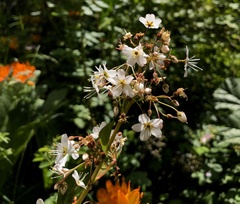 Lysimachia sertulata