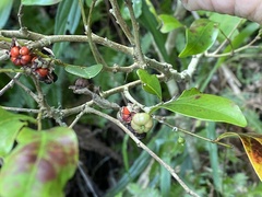 Glochidion rubrum
