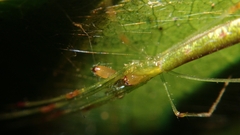 Tetragnatha hasselti