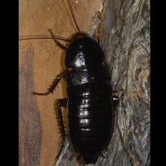 Eurycotis floridana
