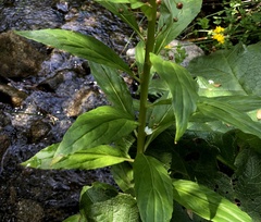 Lysimachia sertulata