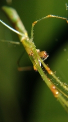 Tetragnatha hasselti