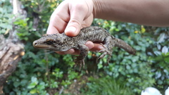 Hoplodactylus duvaucelii